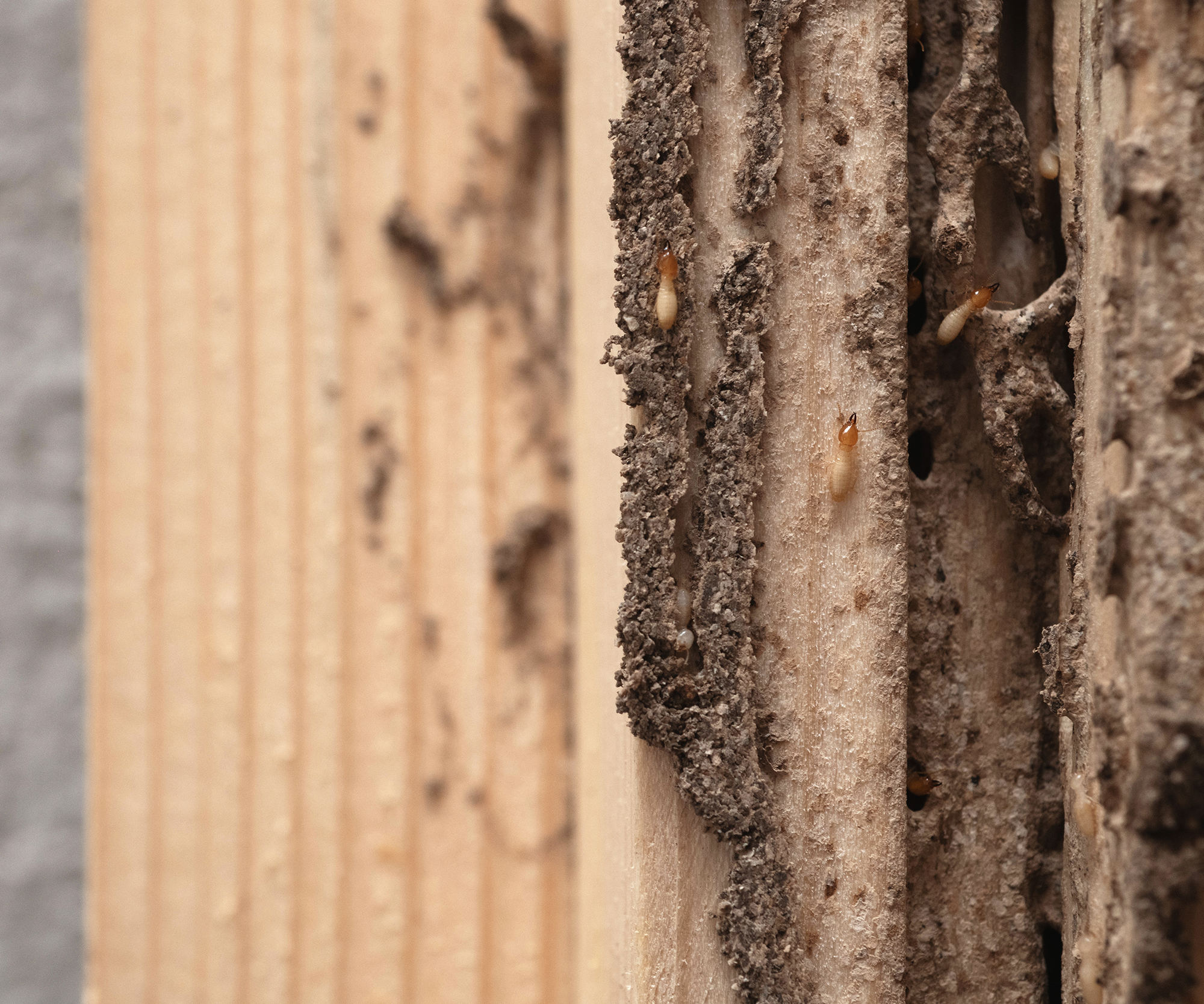 Termite damage and a handful of visible termites - the most obvious sign you need professional termite control services